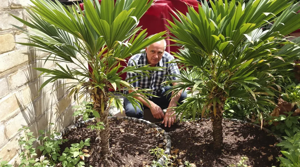 Ce fruitier tropical résiste au froid sans aucun traitement, mais sa plantation exige un geste crucial